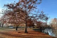 Un árbol con colores de otoño junto a un estanque en un parque de Boise